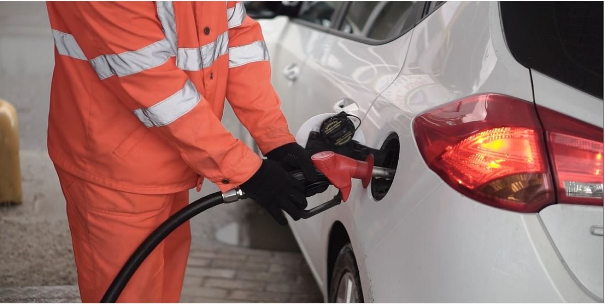 adult-bear-beautiful-792535